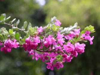 红花玉芙蓉风水